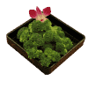 Broccoli (One Portion)