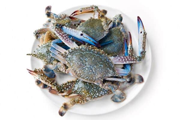 Flower crab