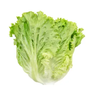 green coral lettuce