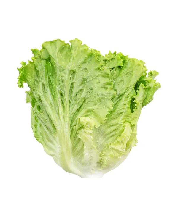 green coral lettuce